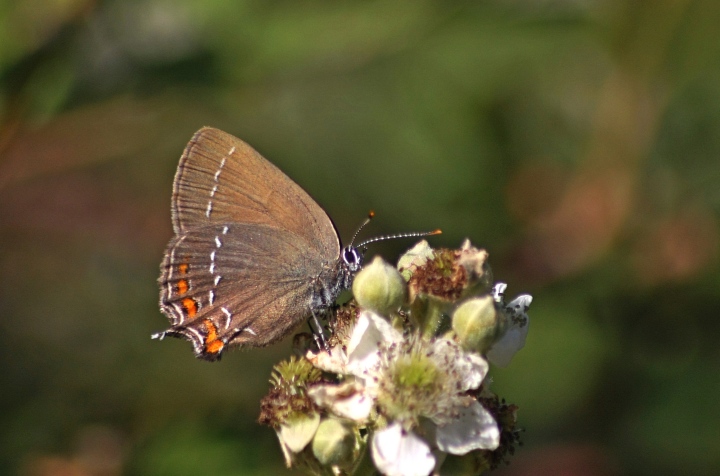 licenide da ident 2